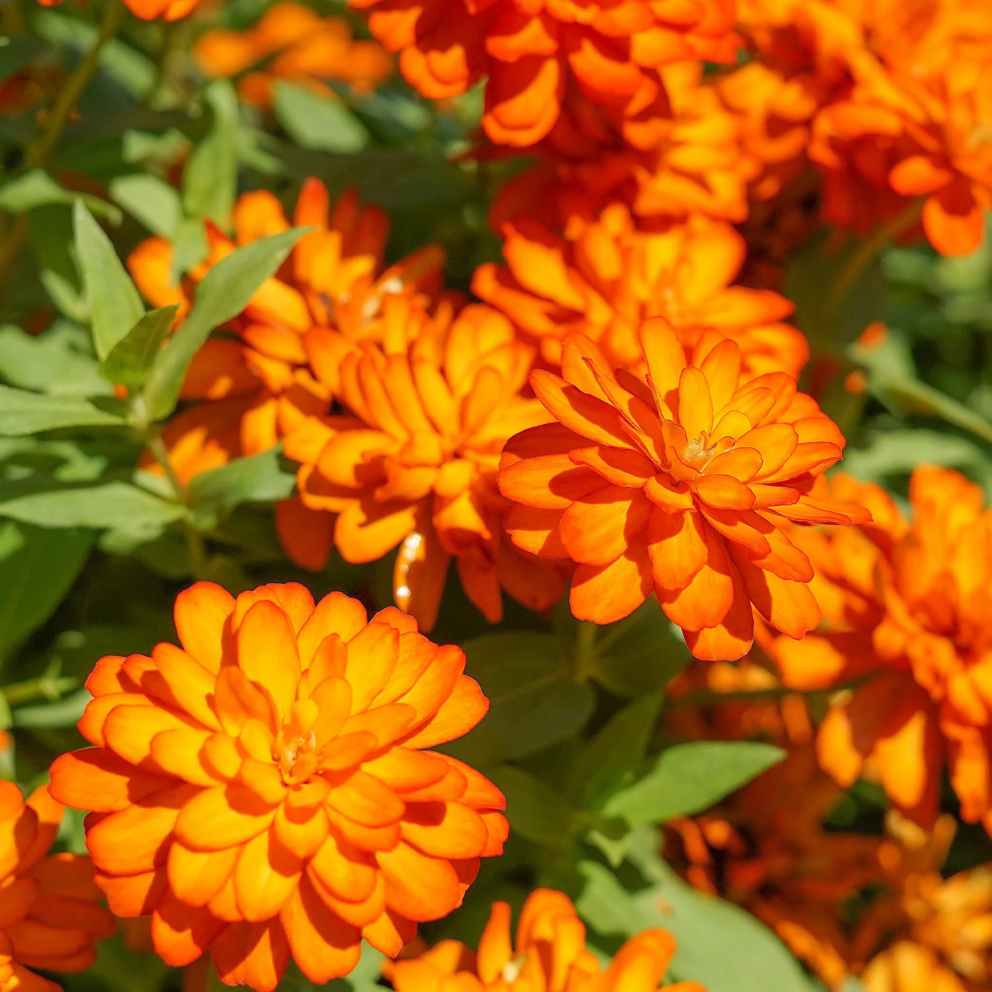 Zinnia orange