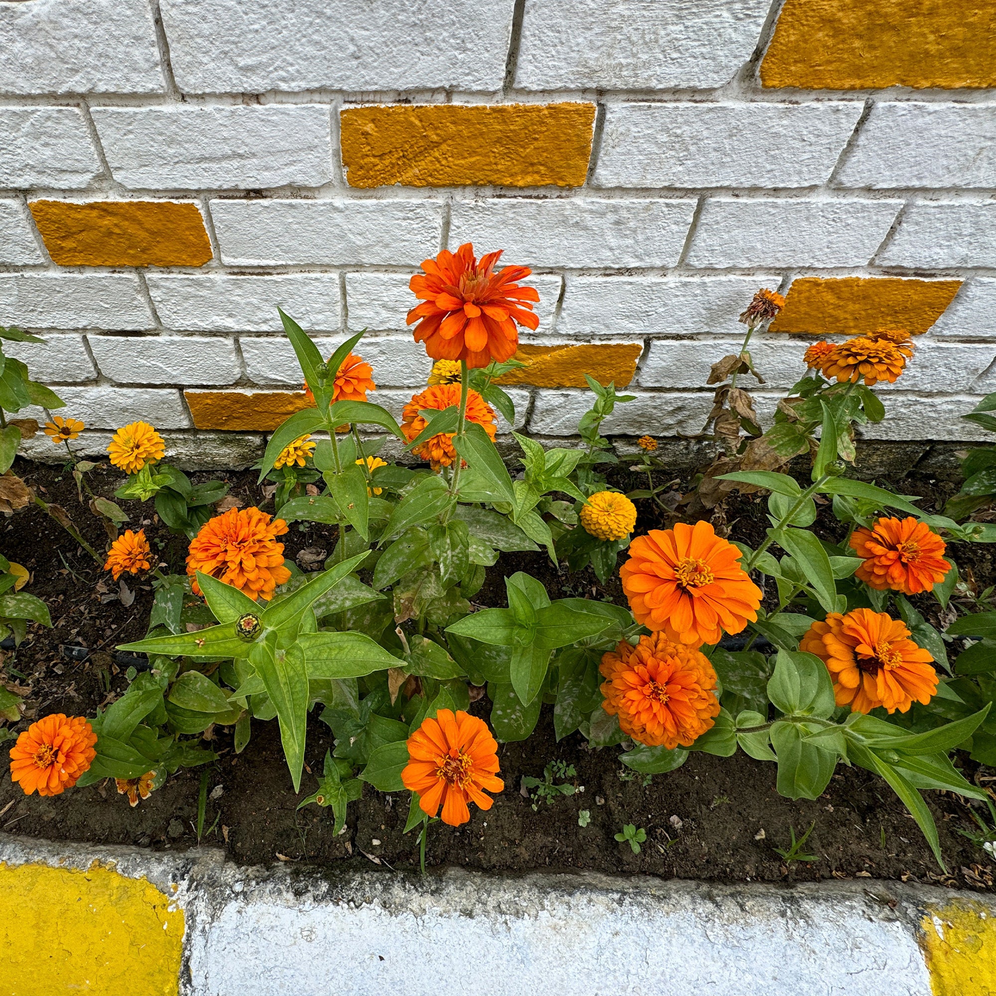 Zinnia orange - Image 2