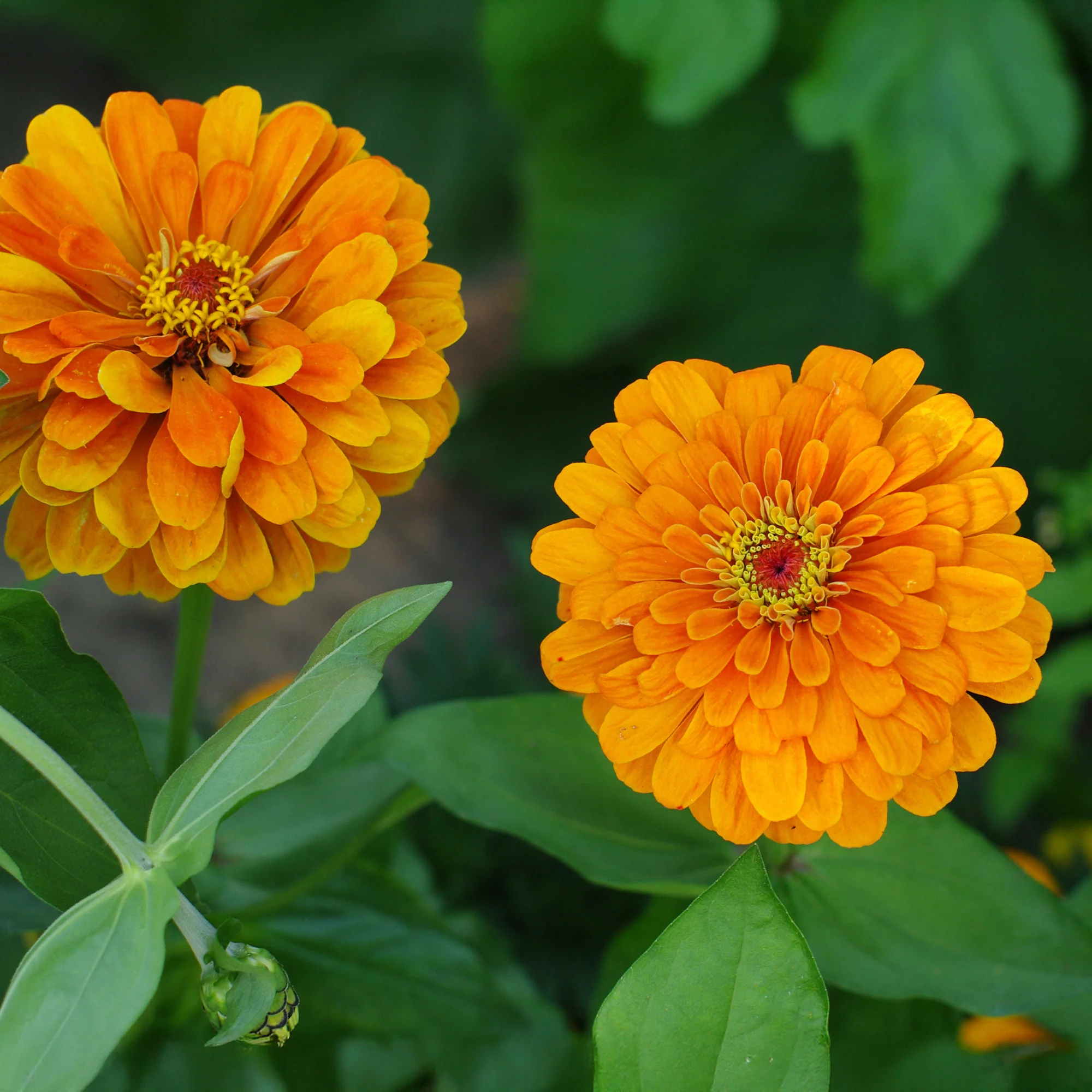 Zinnia orange - Image 3