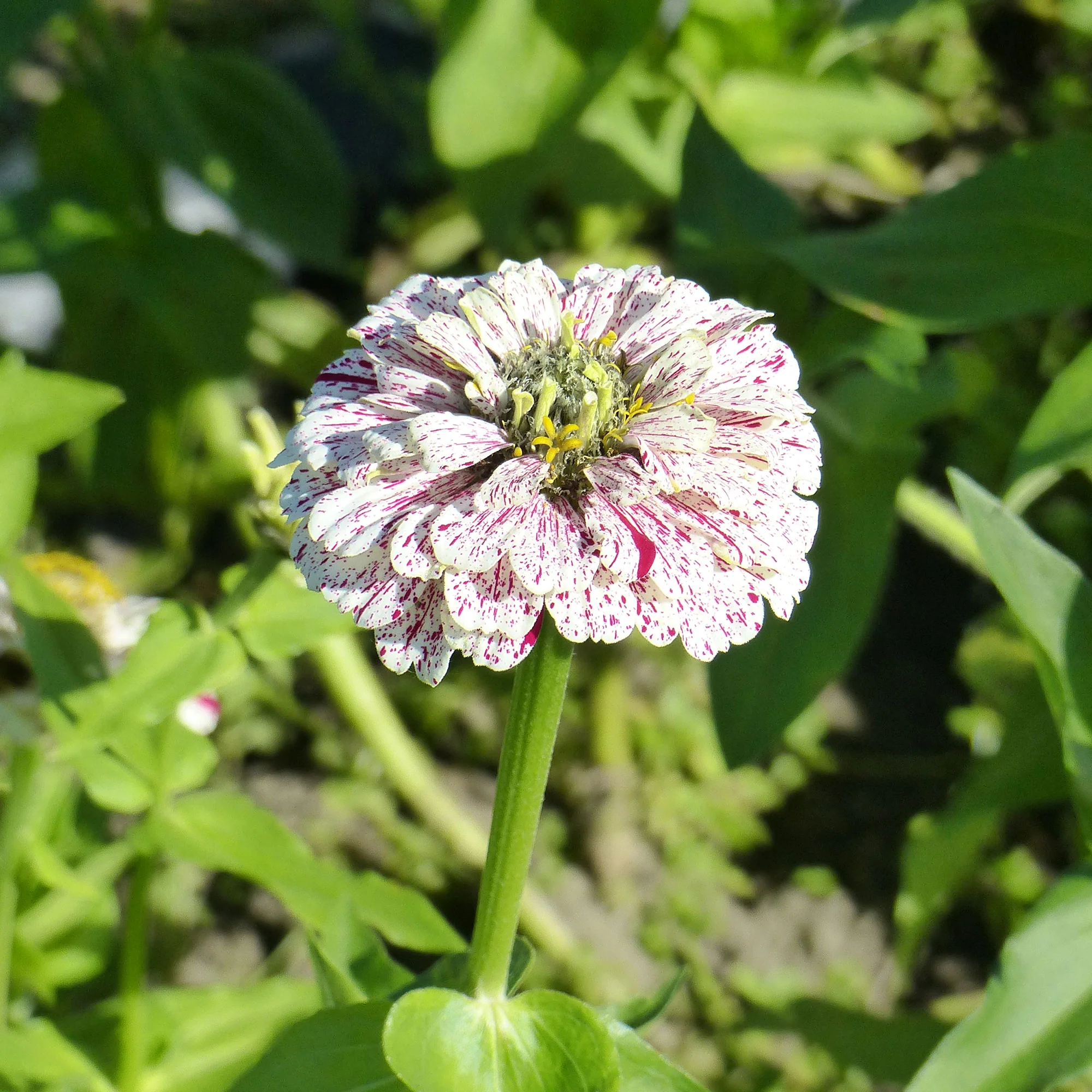 Zinnia Peppermint stick en mélange - Image 3