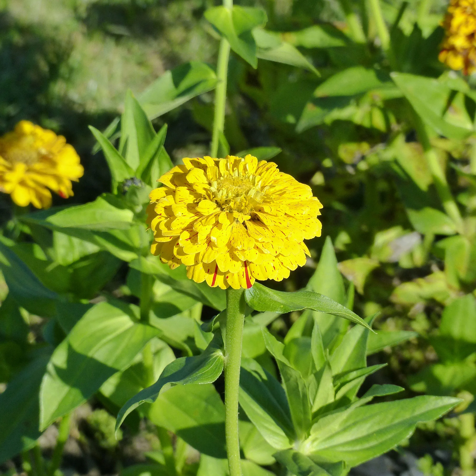 Zinnia Peppermint stick en mélange - Image 4