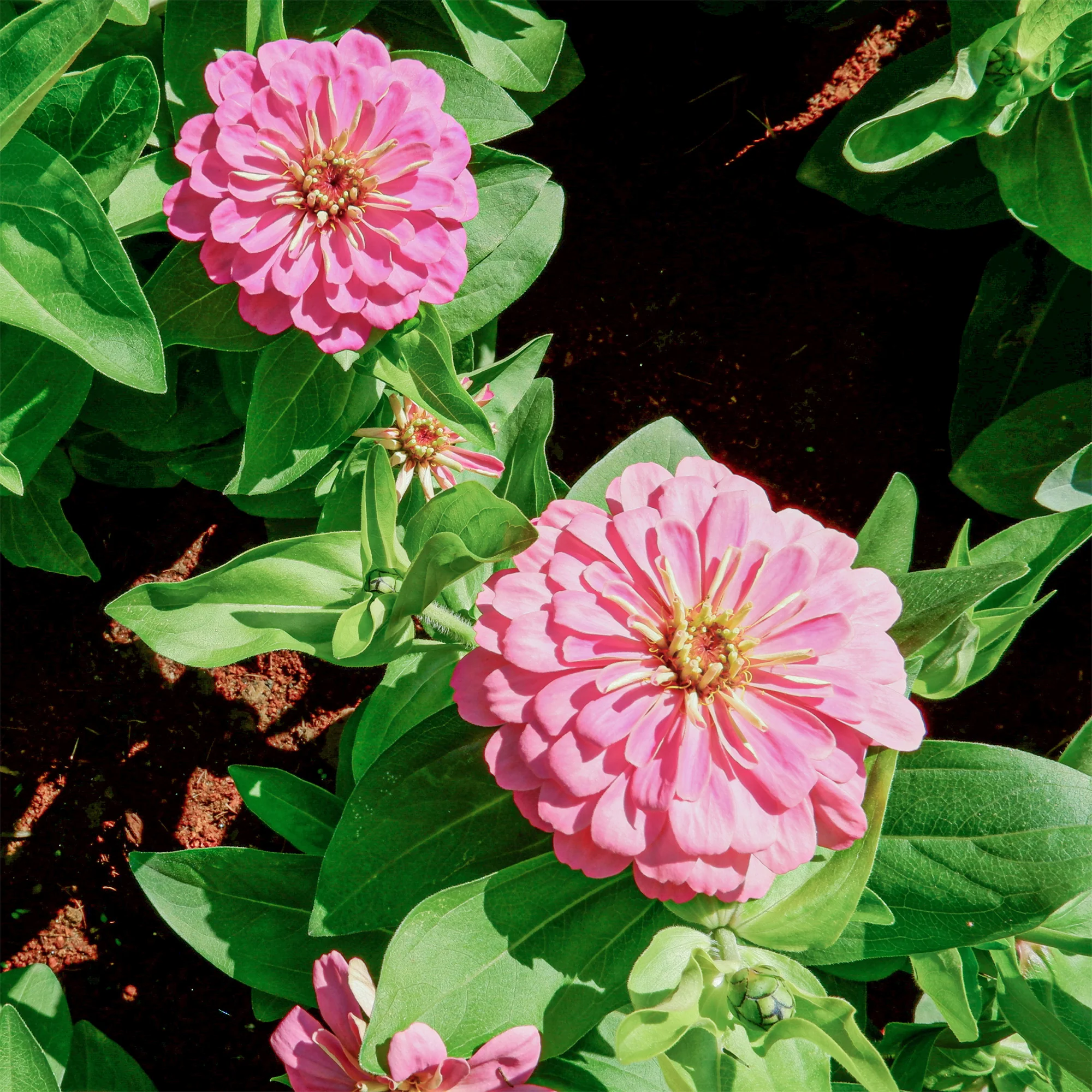 Zinnia  rose - Image 3