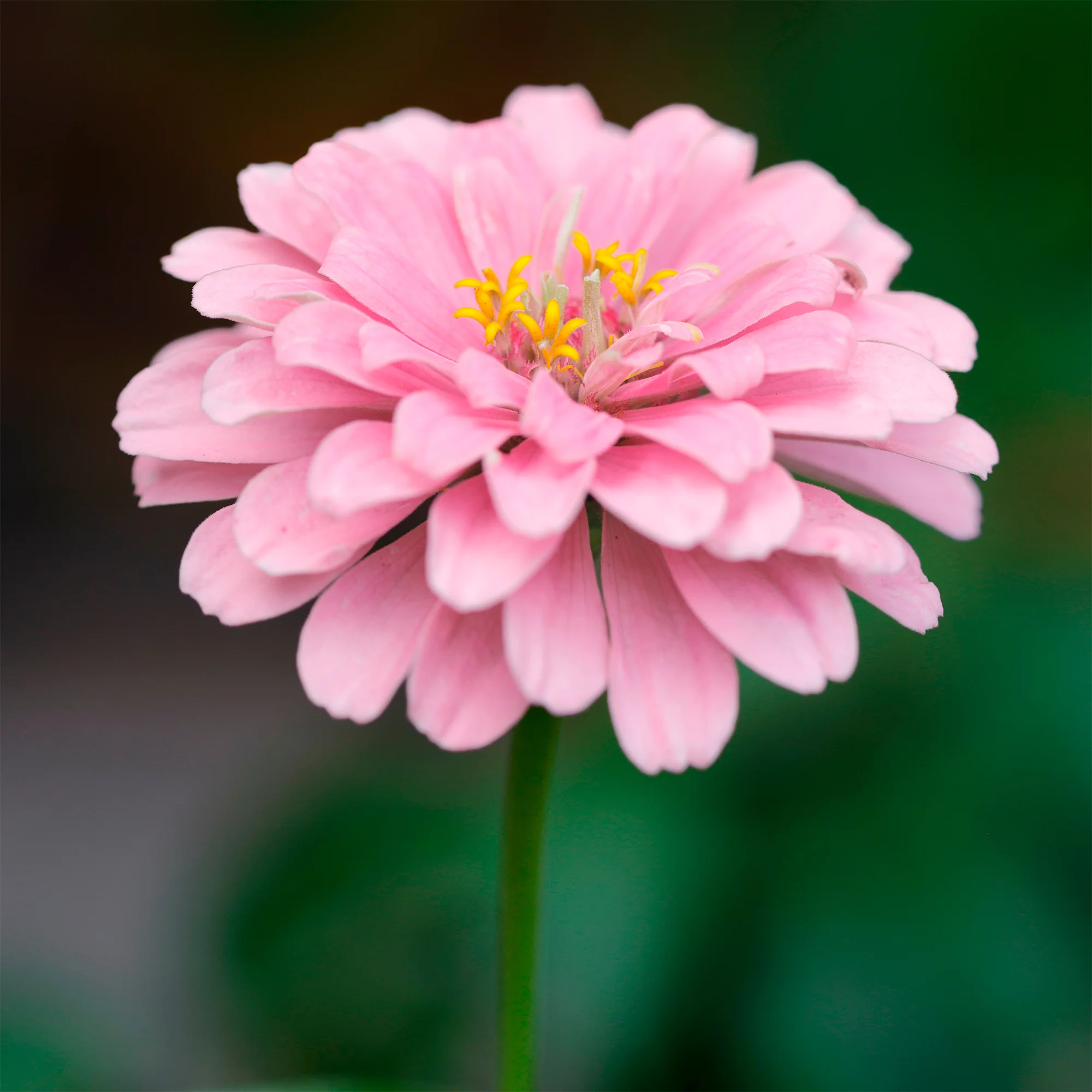 Zinnia  rose - Image 4