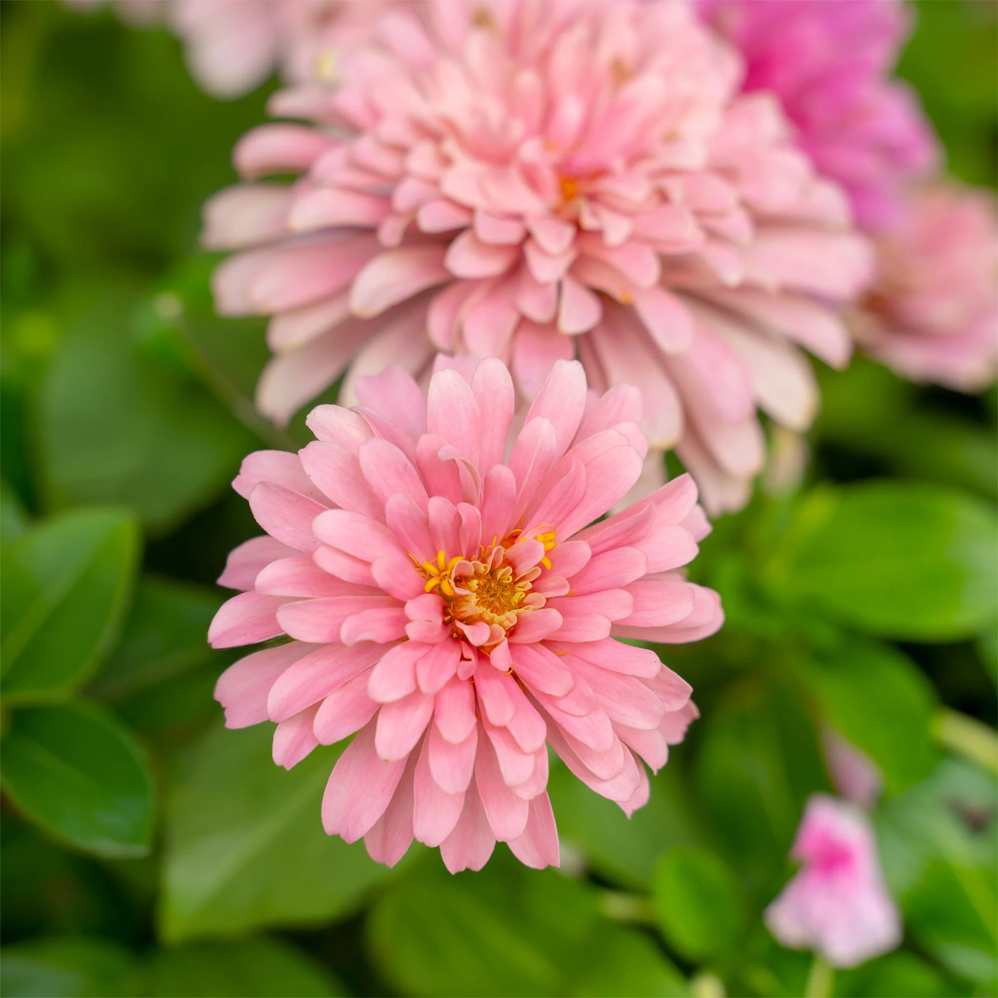 Zinnia  rose - Image 5
